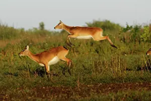 Lechwes: Black Lechwe