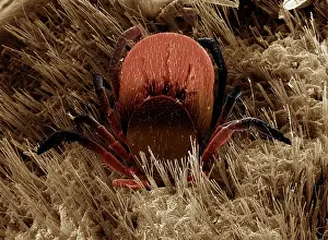 Ticks: Black-legged or Deer Tick