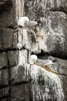Tridactyla: Black-legged kitiwake (Rissa tridactyla) nesting