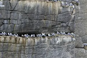 Kittiwakes: Black-legged Kittiwake