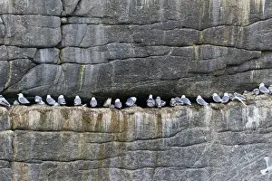 Kittiwakes: Black-legged Kittiwake
