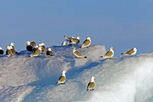 Kittiwakes: Black-legged Kittiwake