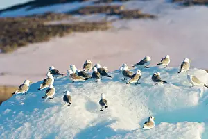 Kittiwakes: Black-legged Kittiwake