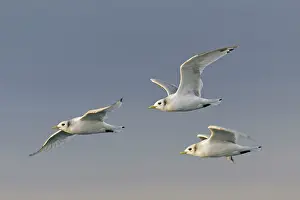 Kittiwakes: Black-legged Kittiwake