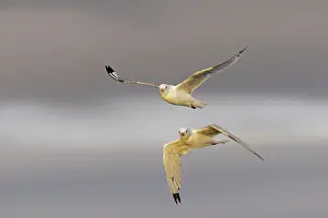 Kittiwakes: Black-legged Kittiwake