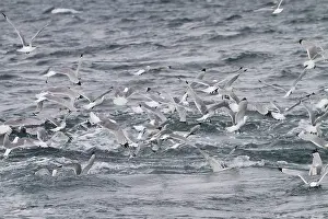 Kittiwakes: Black-legged Kittiwake