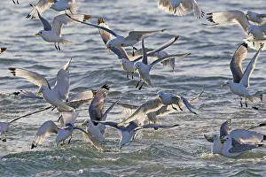 Kittiwakes: Black-legged Kittiwake