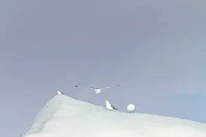 Kittiwakes: Black-legged Kittiwake