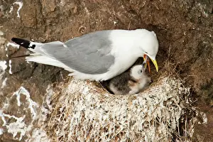 Tridactyla: Black-legged Kittiwake