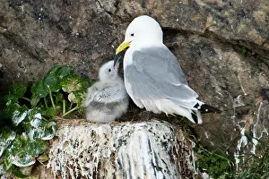 Tridactyla: Black-legged Kittiwake