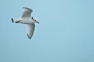 Tridactyla: Black-legged Kittiwake