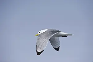 Tridactyla: Black-legged Kittiwake