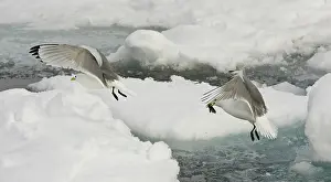 Tridactyla: Black-legged Kittiwake