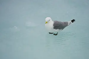 Tridactyla: Black-legged Kittiwake
