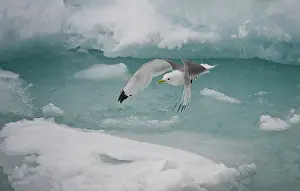 Tridactyla: Black-legged Kittiwake