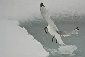 Tridactyla: Black-legged Kittiwake