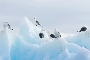 Tridactyla: Black-legged Kittiwake