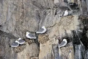 Tridactyla: Black-legged Kittiwake