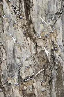 Tridactyla: Black-legged Kittiwake