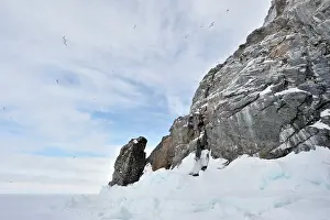 Tridactyla: Black-legged Kittiwake
