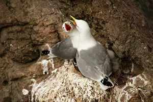 Tridactyla: Black-legged Kittiwake