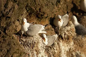 Tridactyla: Black-legged Kittiwake