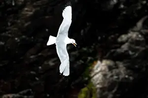 Tridactyla: Black-legged Kittiwake