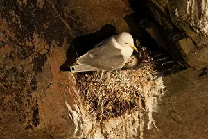 Tridactyla: Black-legged Kittiwake