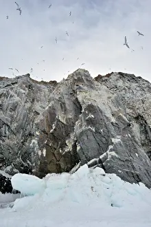 Tridactyla: Black-legged Kittiwake