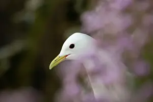 Tridactyla: Black-legged Kittiwake