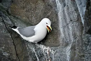 Tridactyla: Black-legged Kittiwake