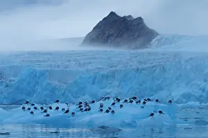 Tridactyla: Black-legged Kittiwake