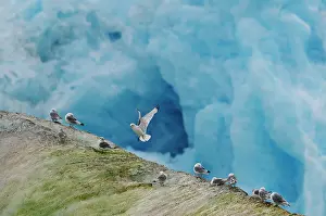 Tridactyla: Black-legged Kittiwake