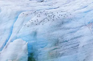 Tridactyla: Black-legged Kittiwake