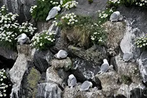 Tridactyla: Black-legged Kittiwake