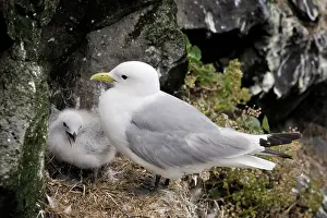 Tridactyla: Black-legged Kittiwake