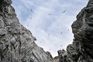 Tridactyla: Black-legged Kittiwake