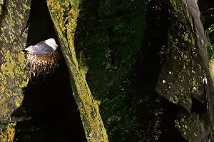 Tridactyla: Black-Legged Kittiwake