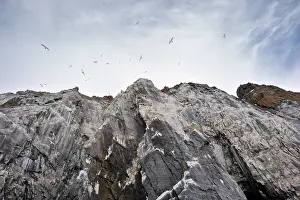 Tridactyla: Black-legged Kittiwake