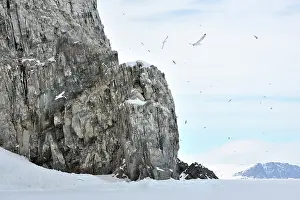Gulls: Black-legged Kittiwake