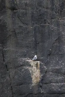 Kittiwakes: Black-legged Kittiwake - adult bird on breeding