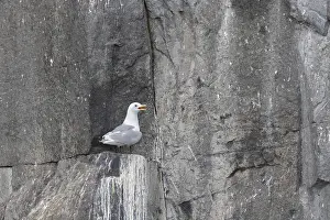 Kittiwakes: Black-legged Kittiwake - adult bird on breeding