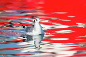 Kittiwakes: Black-legged Kittiwake adult on water (red reflection