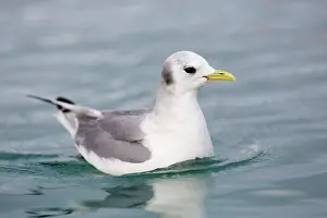 Kittiwakes: Black-legged Kittiwake adult on water in winter