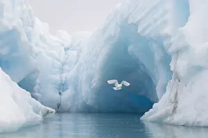 Drifting: Black-legged Kittiwake - bird flying infornt of