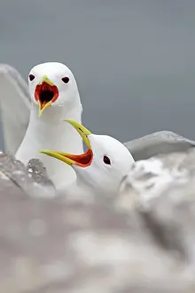 Kittiwake: Black-Legged Kittiwake - calling
