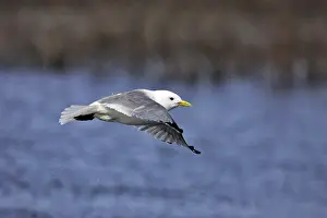 Kittiwakes: Black-legged Kittiwake - in flight