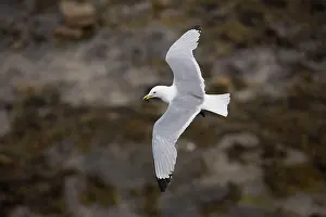 Kittiwake: Black-Legged Kittiwake - in flight