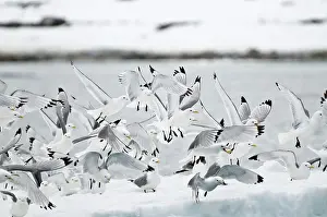 Rissa: Black-legged Kittiwake - Flock in flight