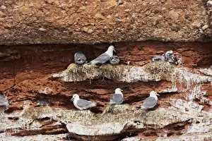 Kittiwakes: Black-legged Kittiwake - at nest